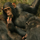 Illustration for article titled Scientists Watch How New Technologies Spread Among Wild Chimps